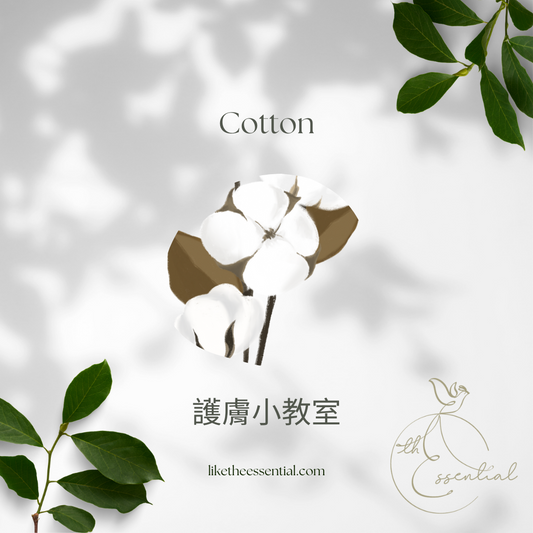 【護膚小教室】棉花